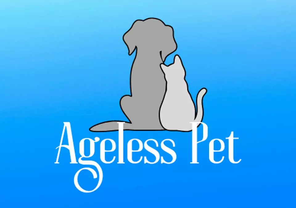 Rehabilitation Therapy for Pets